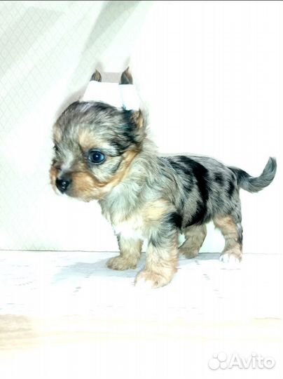 Ну очень красивый мальчик