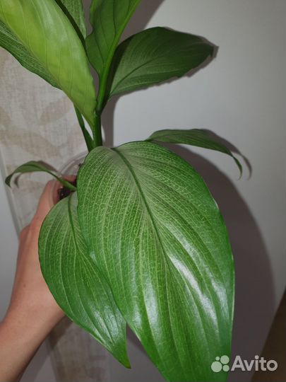 Спатифиллум спилт милк