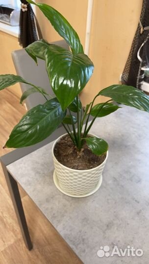 Спатифиллум