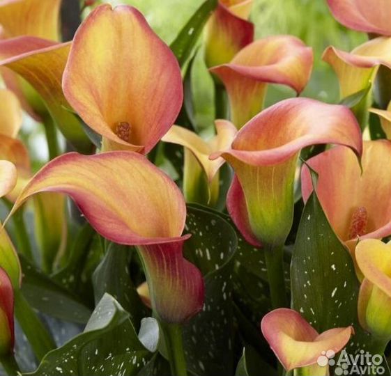 Луковицы Каллы Цветы