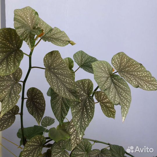 Королевская бегония