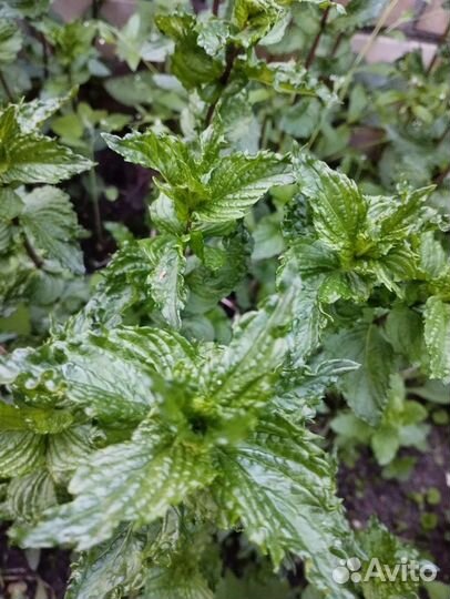 Мята ананасная, ореховая и др