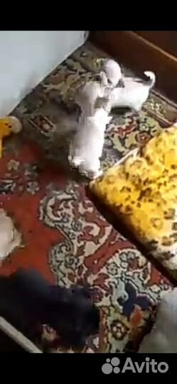 Чихуахуа, тойтерьеры, карликовые пинчеры Доставка