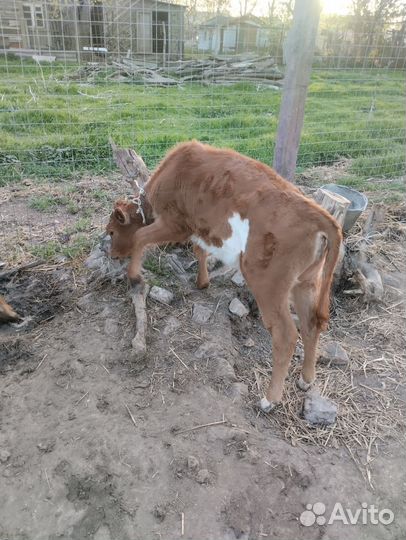 Телка и теленок