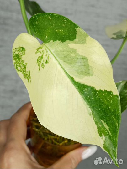 Монстера Тайское созвездие