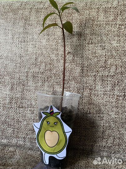 Авокадо растение
