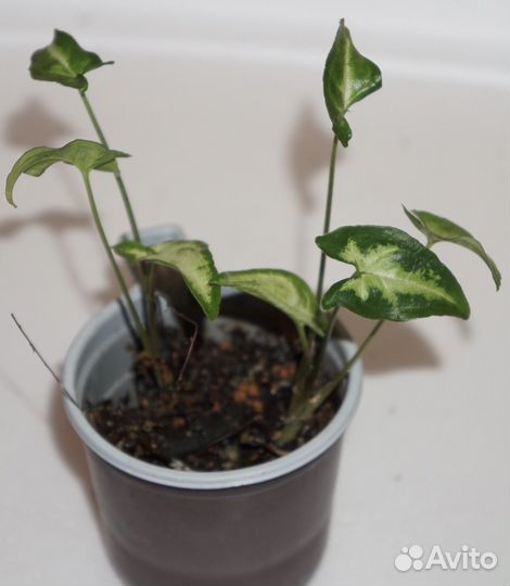 Домашние цветы побеги бесплатно