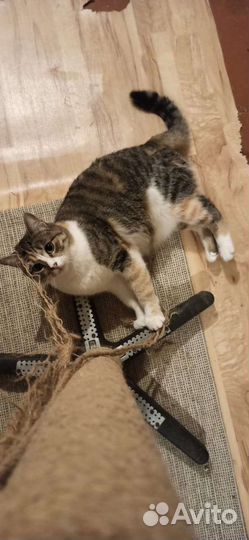 Анфиса ищет дом