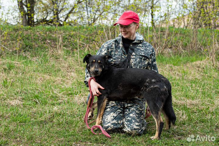 Заберите Каштана в семью (Собака из приюта)