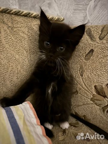 Британские вислоухие котята