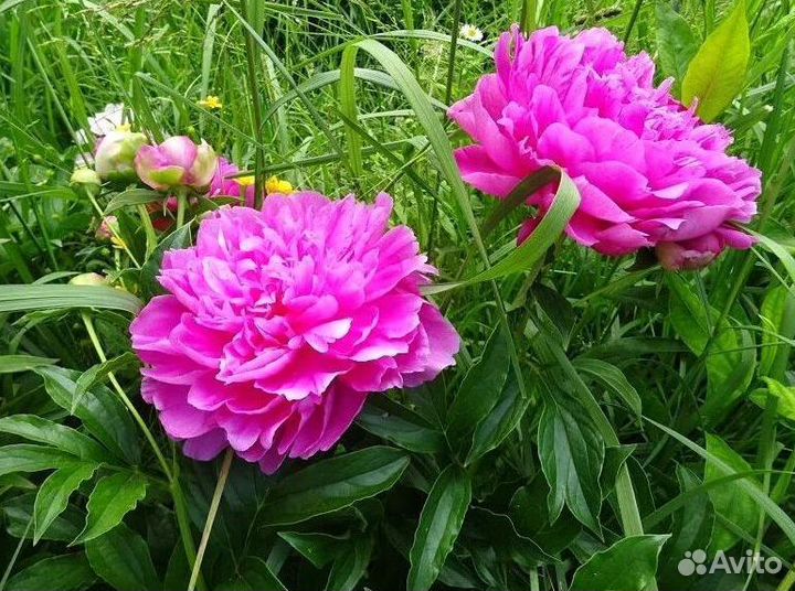 Пионы корневища Сара Бернар