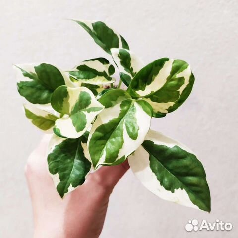 Эпипремнумы разные сорта