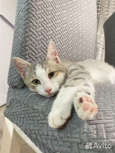 Котик в добрые руки