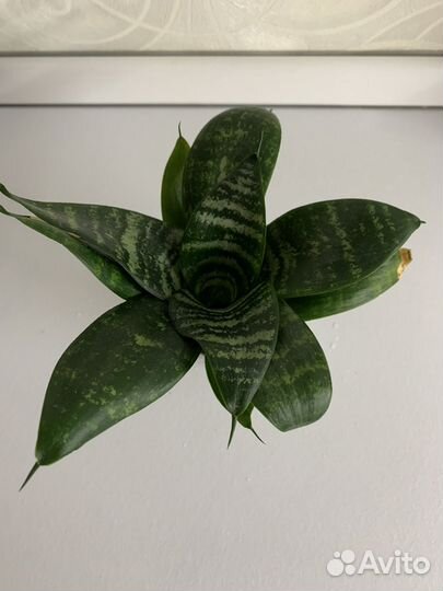 Сансевиерия ханни