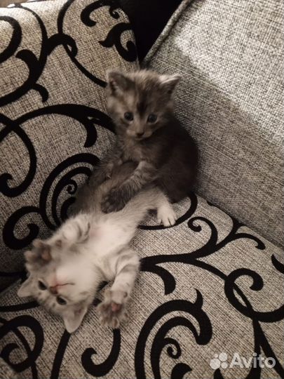 Котятки
