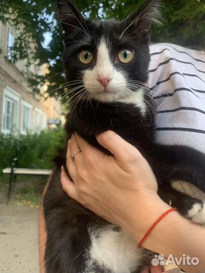 Кот в дар бесплатно