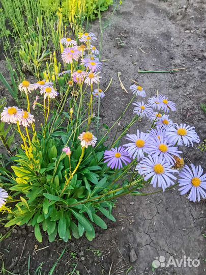 Астра альпийская