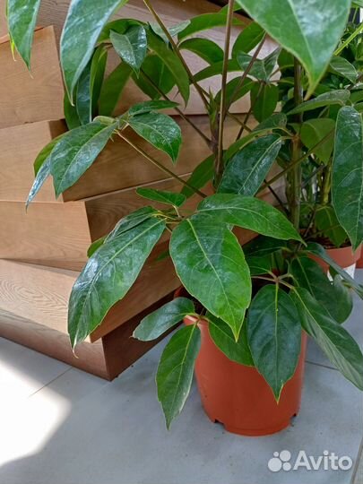 Комнатные цветы шеффлера лучелистная