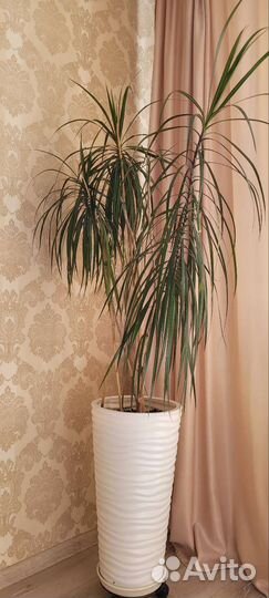 Пальма драцена
