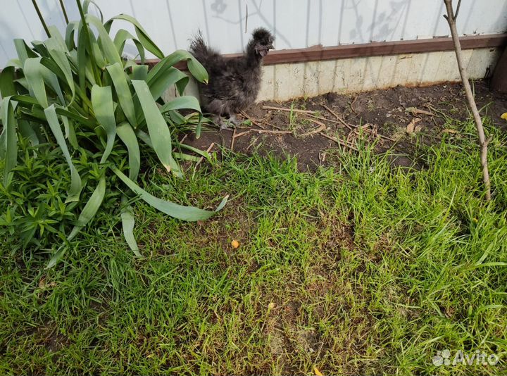 Петушки китайские шелковые