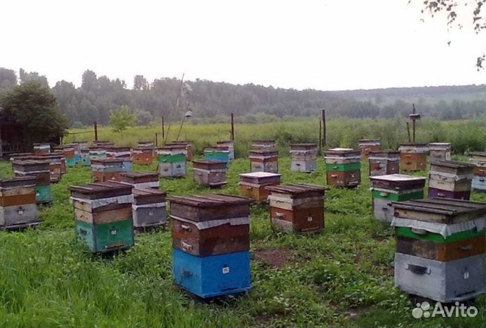 Мед Алтайский опт