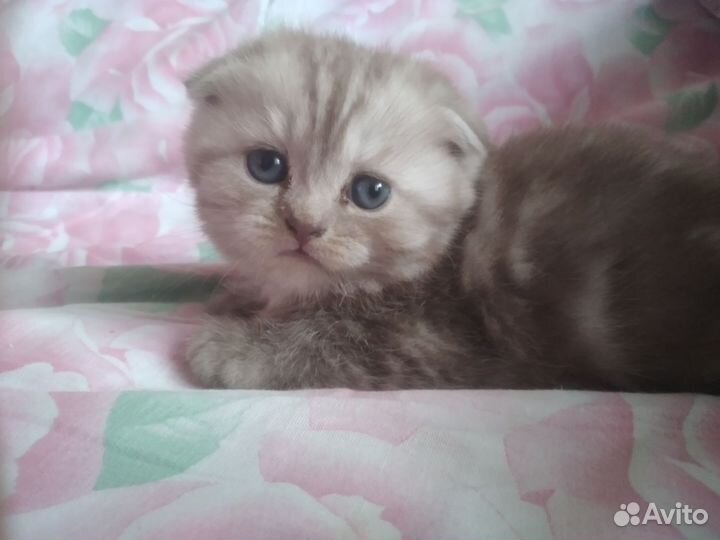 Шотландские котята