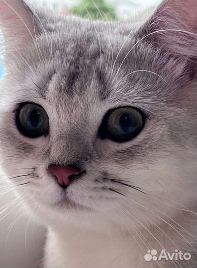 Кот для вязки. Британская Серебристая Шиншила