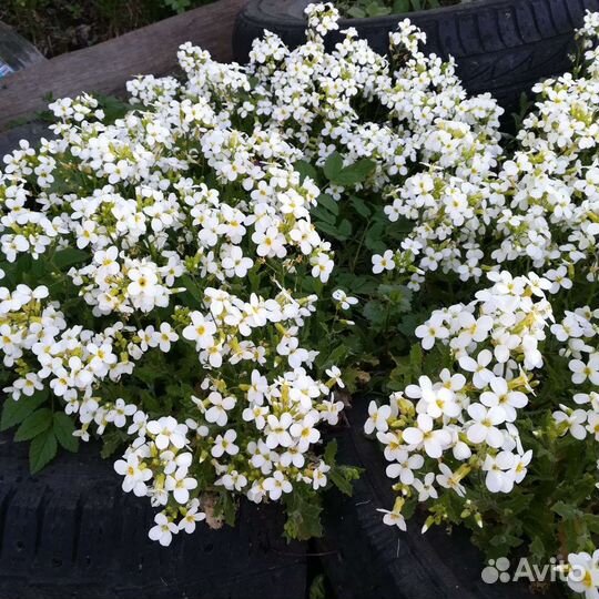 Арабис (резуха альпийская)