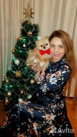 Шпиц для фотосессии