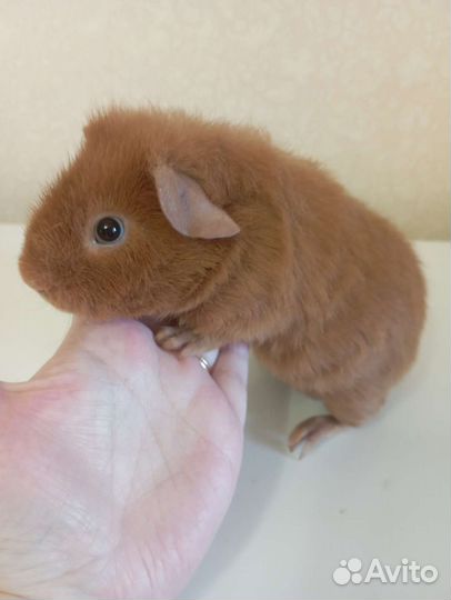 Морская свинка Тэдди мальчик