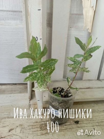 Многолетнее растение для сада ива Хакуро нишики