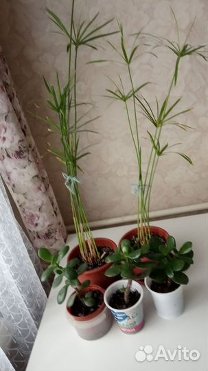 Фикус бенджамина, циперус, толстянка