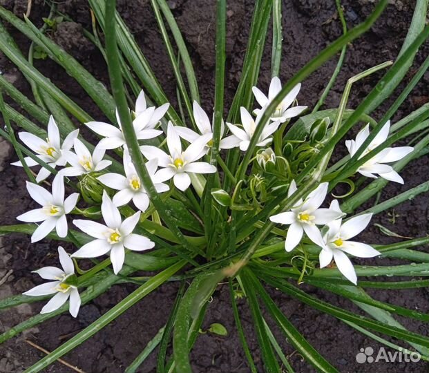 Растения для сада фиалка птицемлечник