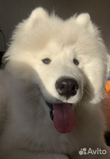 Передержка собак и кошек, зооняня