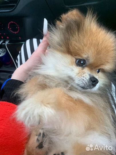 Шпиц мини мишка