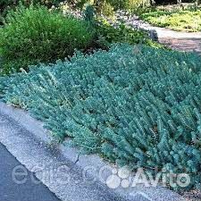 Очиток блю форест