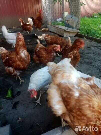 Куры молодки несушки