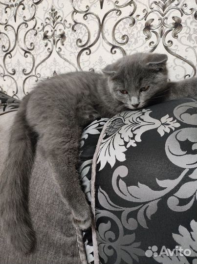 Отдадим котика