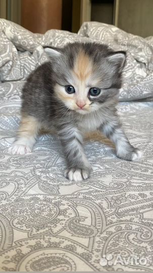 Котята в добрые руки 1 месяц