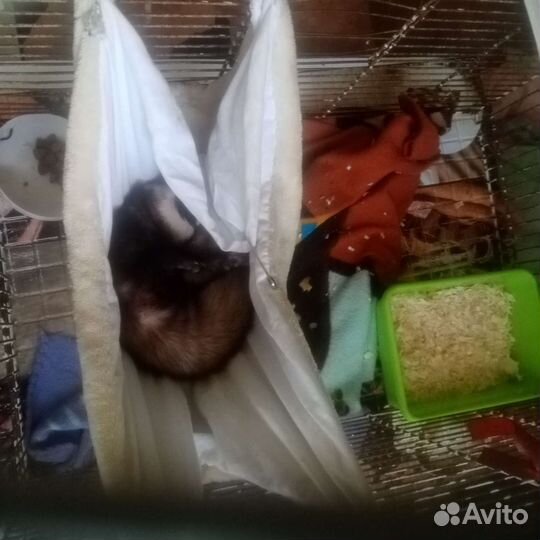 Хорек с клеткой