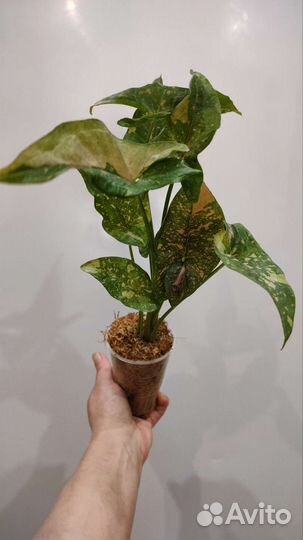 Филодендрон,монстера,аспидистра и др