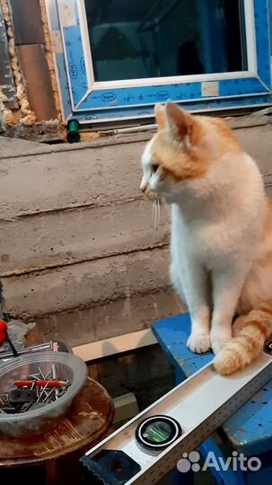 Молодой котик