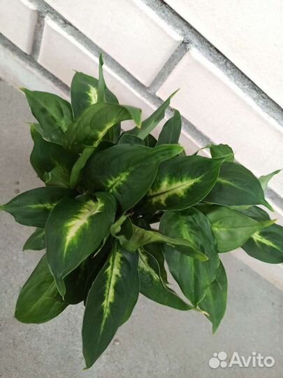 Комнатные цветы