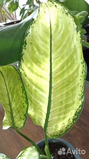 Диффенбахия рудольфройерс Комнатные Растения Цветы