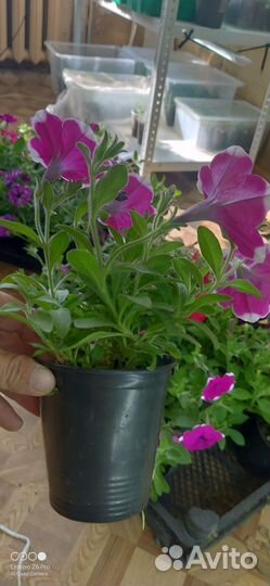 Укоренённые черенки, вербены колибрахоа