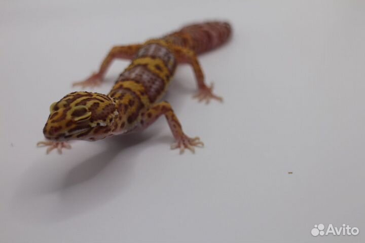 Эублефар/леопардовый геккон/улыбающийся геккон