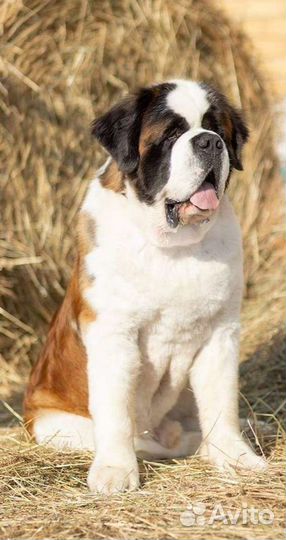 Сенбернар вязка