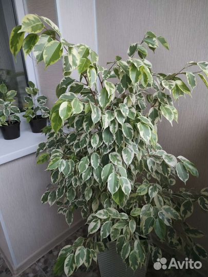 Фикус бенджамина пестролистный
