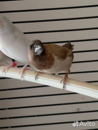 Японские амадины