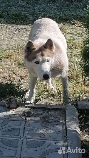 Найдена собака хаска